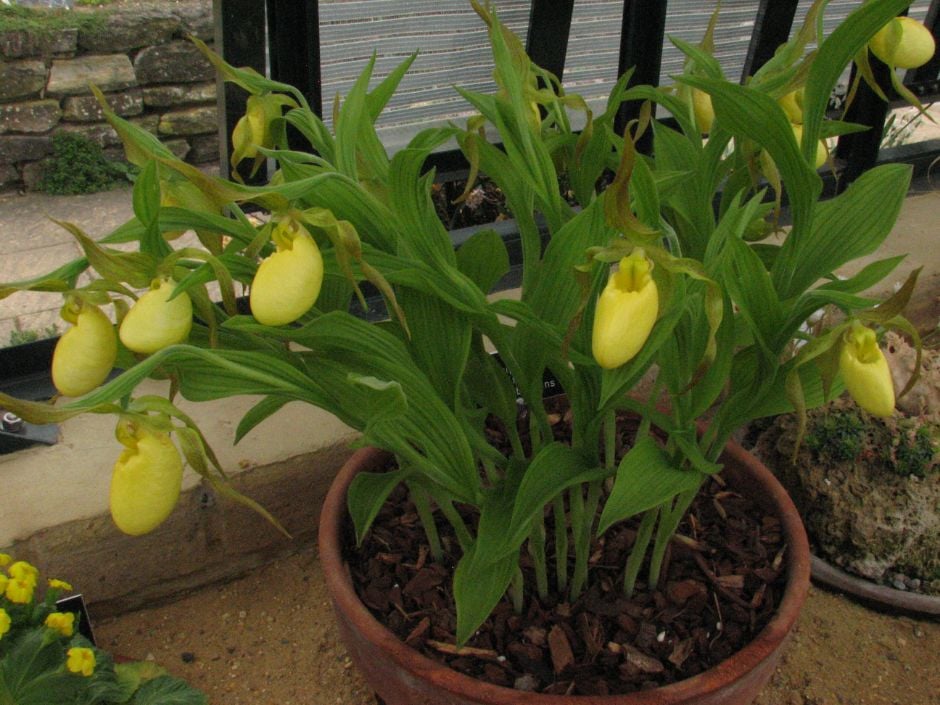 downy small-flowered lady's slipper orchid