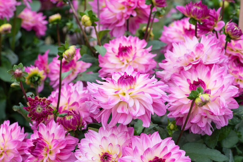 Dahlia Sincerity (&Dahsc226&PBR) (D) | dahlia [Sincerity] Bedding/RHS ...