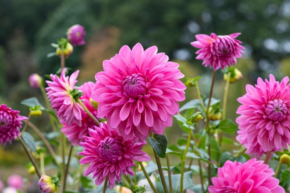 Dahlia &Bargaly Blush& (D) | dahlia &Bargaly Blush& Bedding/RHS Gardening