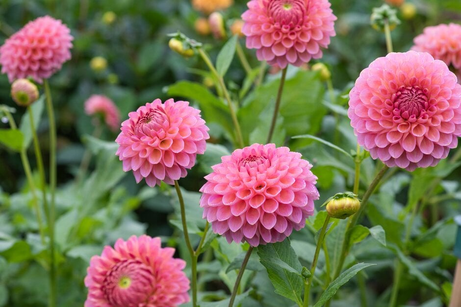 Dahlia &Westerton Pearl& (Ba) | Bedding/RHS Gardening