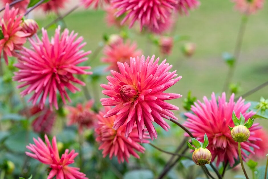 dahlia 'Josudi Hercules'