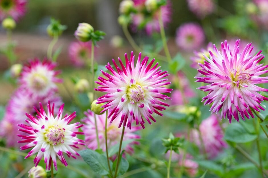 dahlia 'Josudi Neptune'