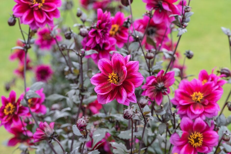 dahlia [Dreamy Nights]