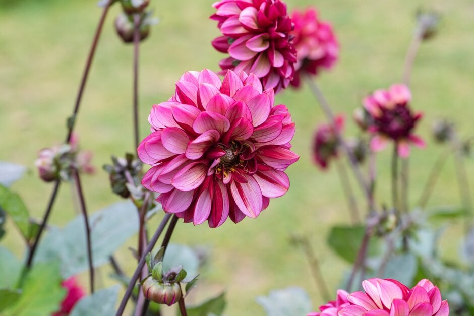 dahlia 'Seniors Hope'