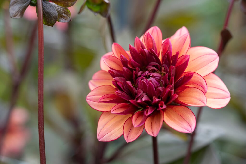 dahlia 'Molly Raven'