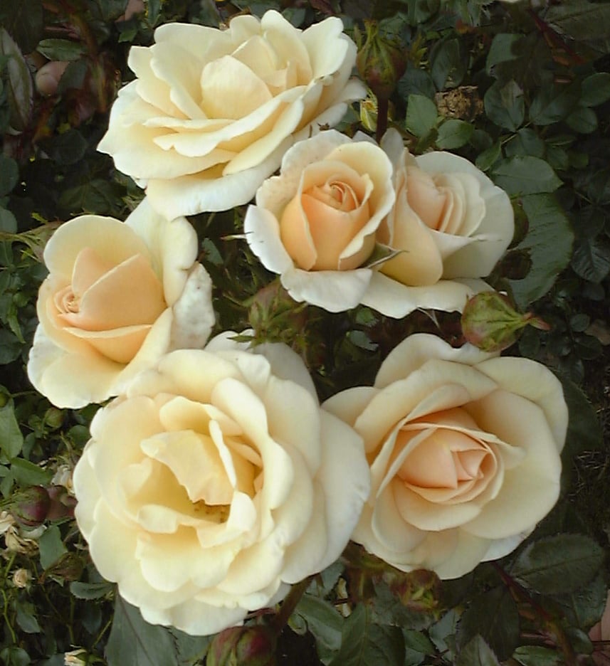 rose [Desert Island]