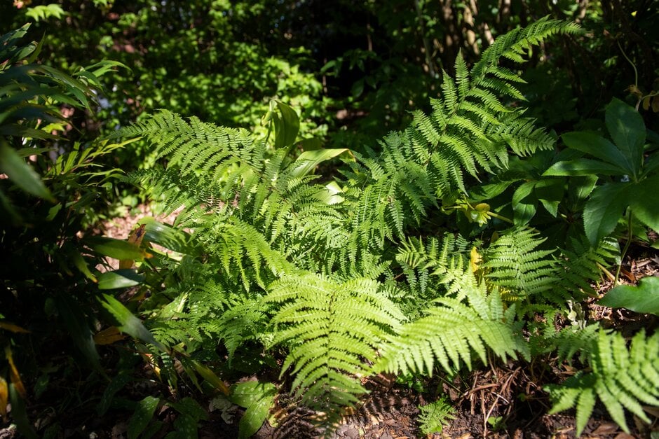 northern lady fern 'Lady in Red'