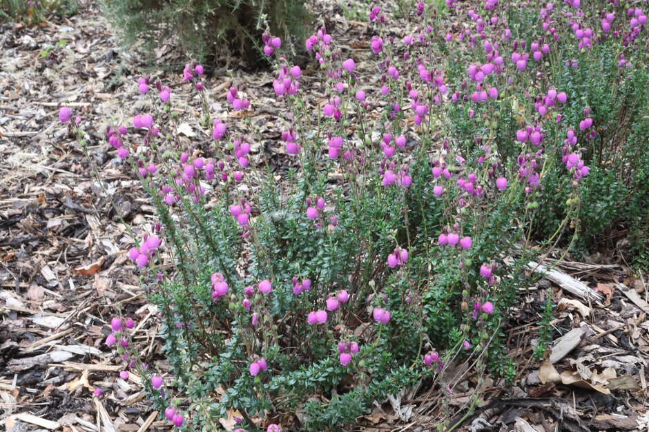 Irish heath 'Glamour'