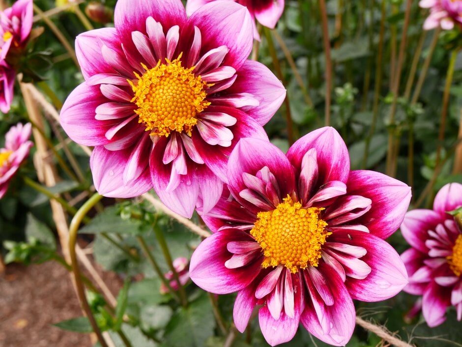 dahlia 'Liquid Desire'