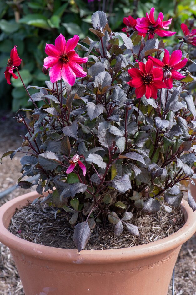 dahlia 'Pride One'
