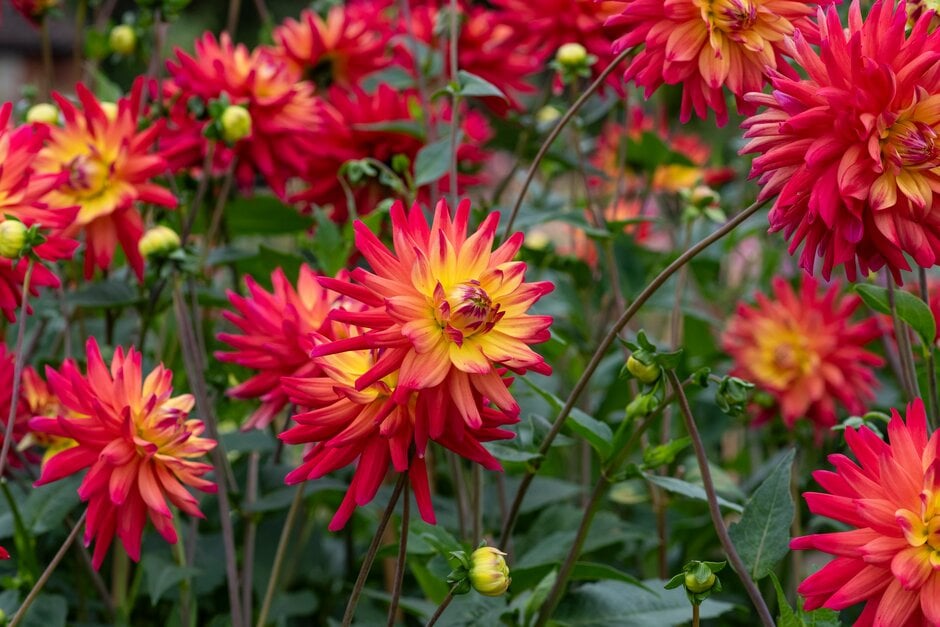 dahlia 'Rainbow Silence'