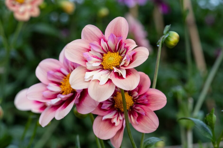 dahlia 'Rhubarb and Custard'