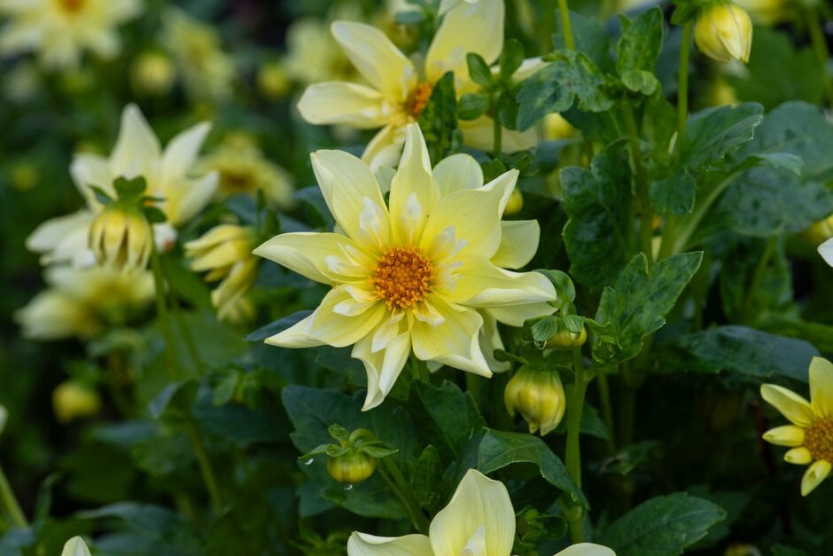 <em>Dahlia</em> 'Rudie's Romance' (Col)