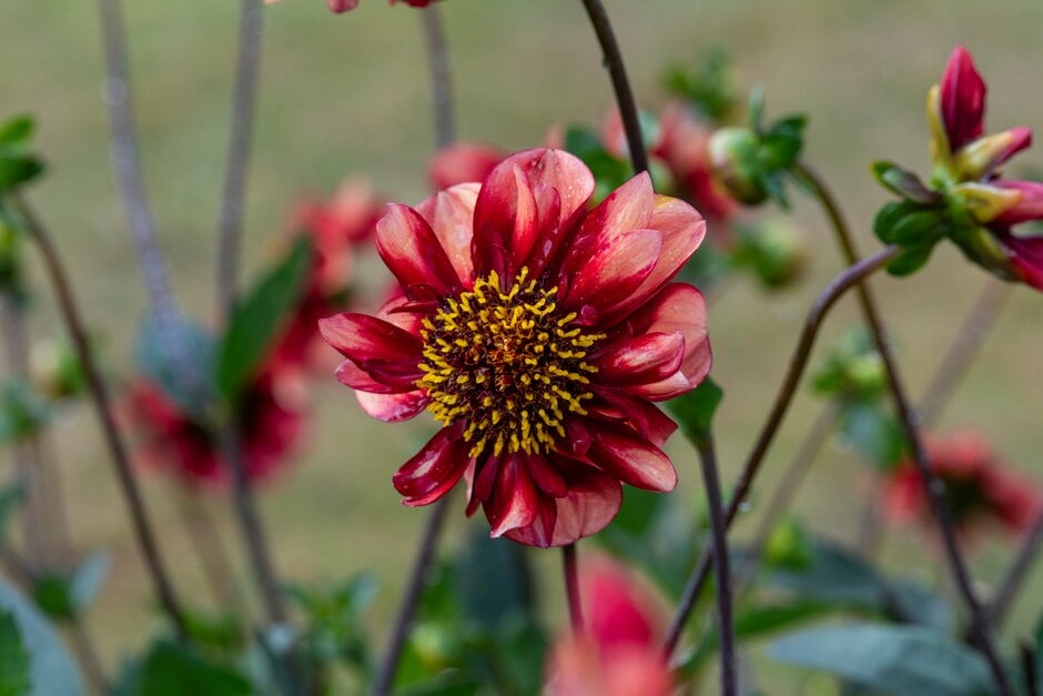 dahlia 'Sarah Raven'