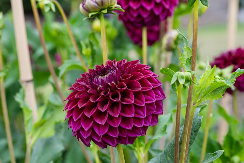 <i>Dahlia</i> 'Westerton J.W.H.' (D)