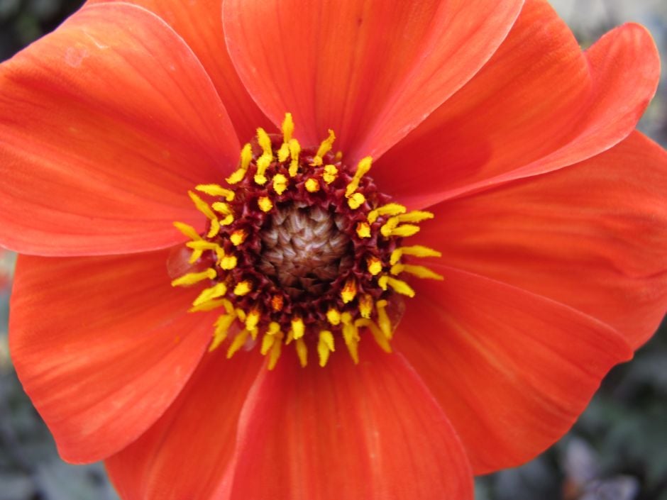 dahlia 'Bishop of Oxford'