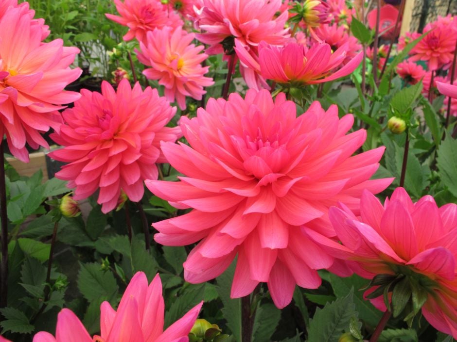 dahlia 'Karma Fuchsiana'