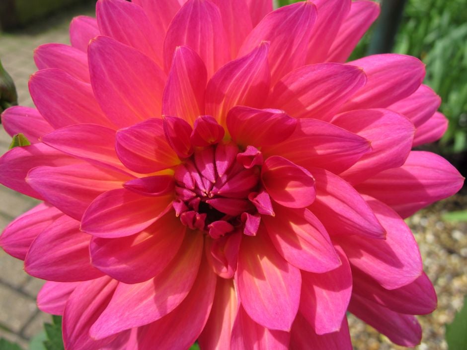 dahlia 'Karma Fuchsiana'