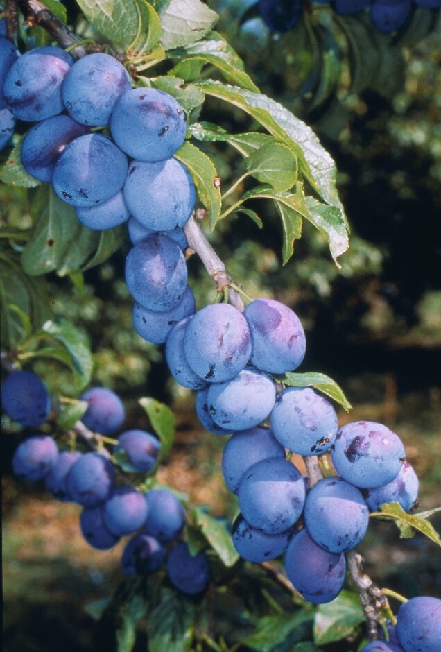 damson 'Prune Damson'