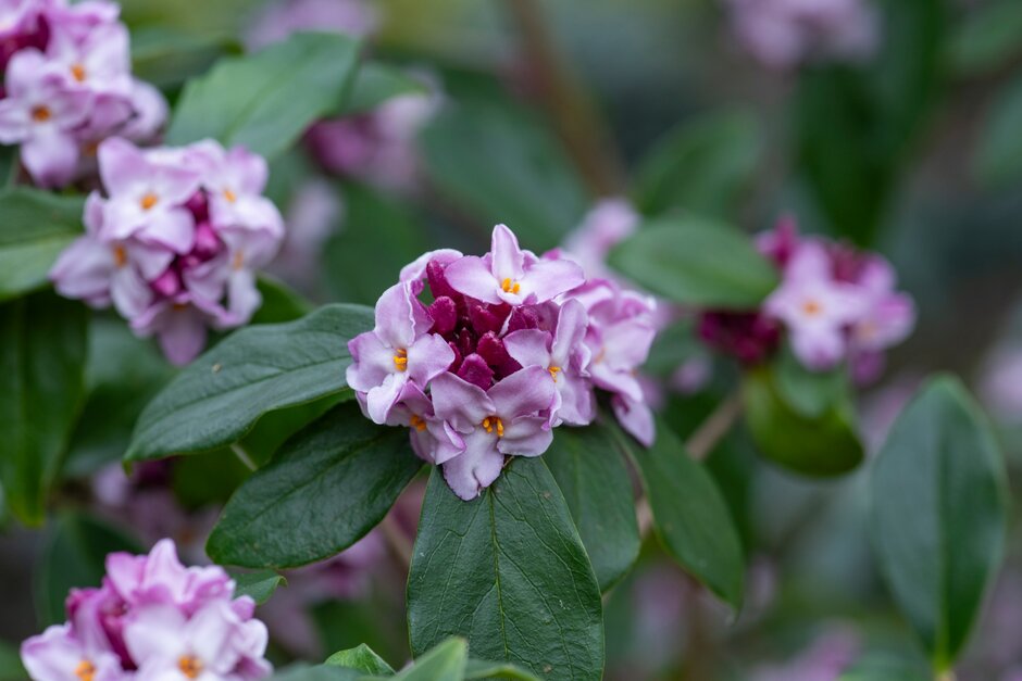 daphne 'Peter Smithers'