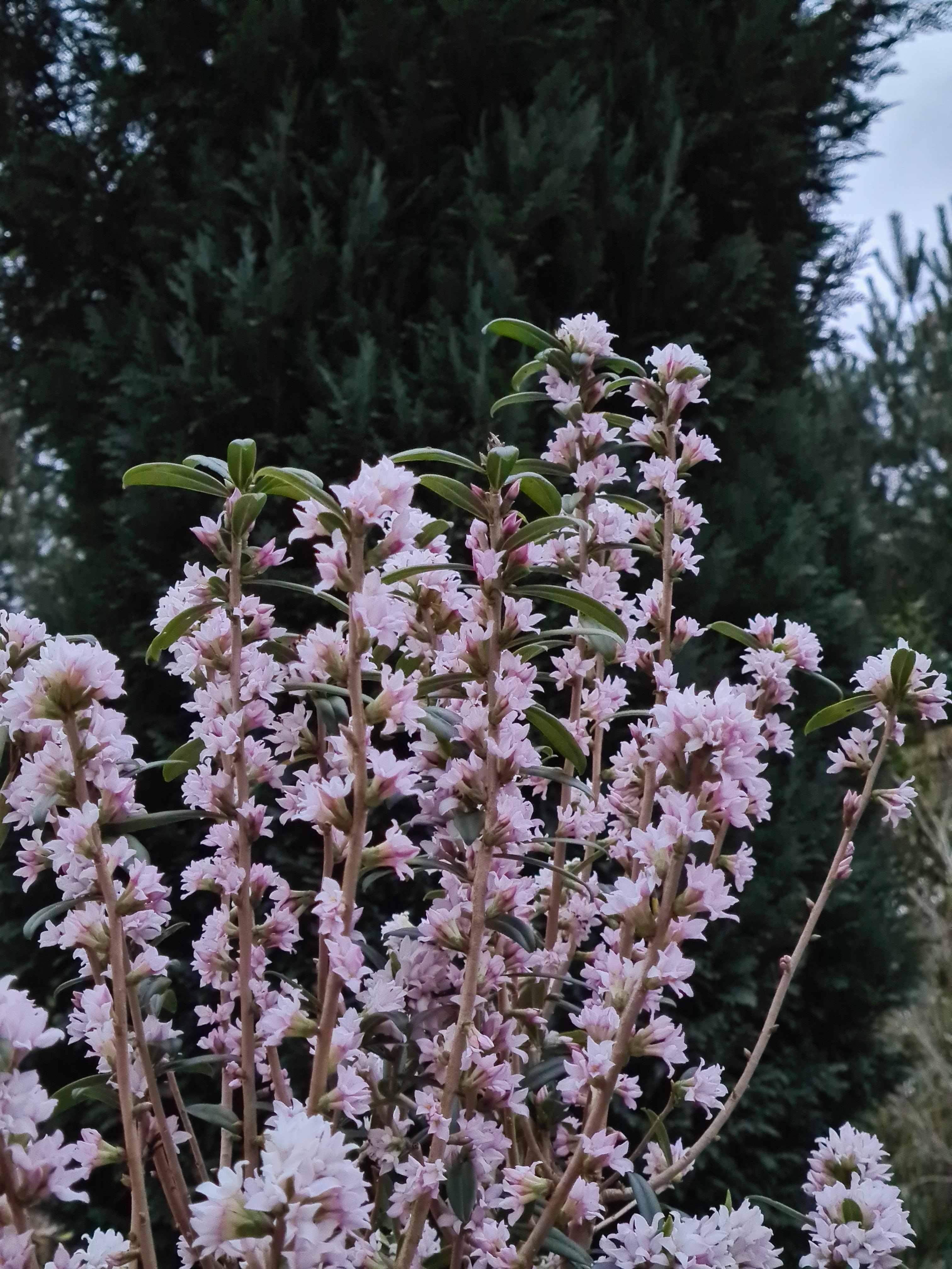daphne 'Cobhay Pink Delight'