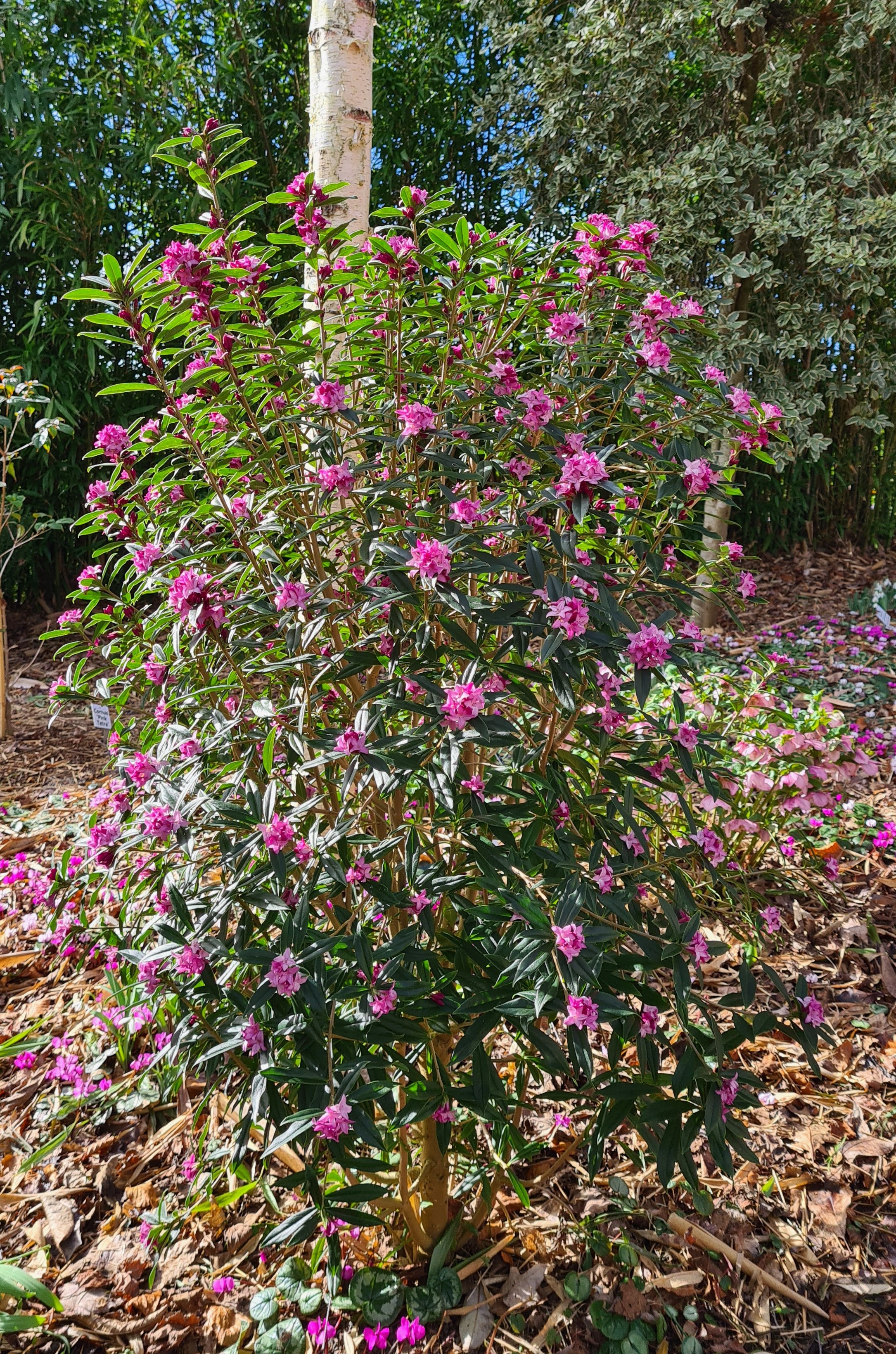 daphne 'Cobhay Purple Clouds'