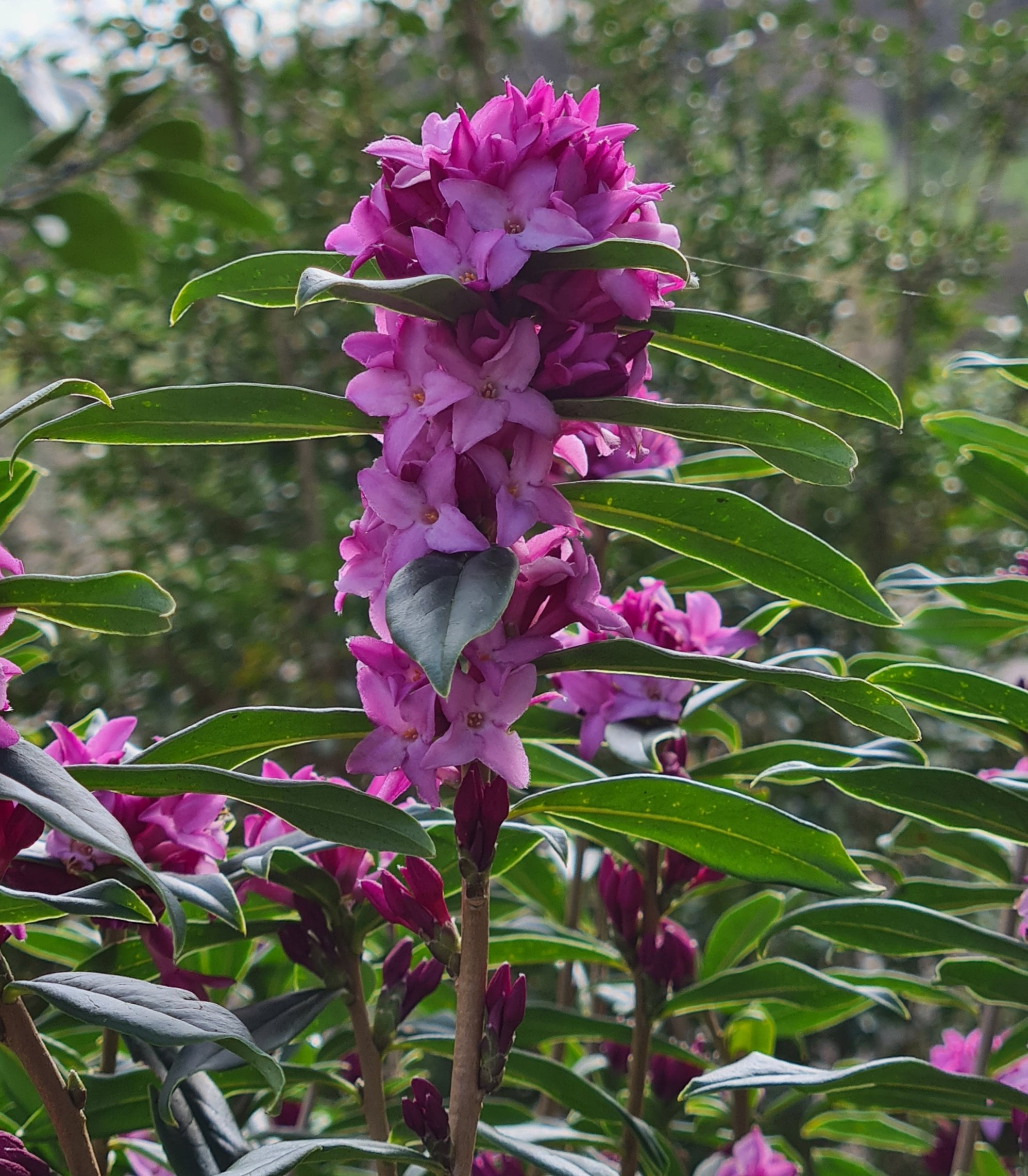 daphne 'Cobhay Purple Clouds'