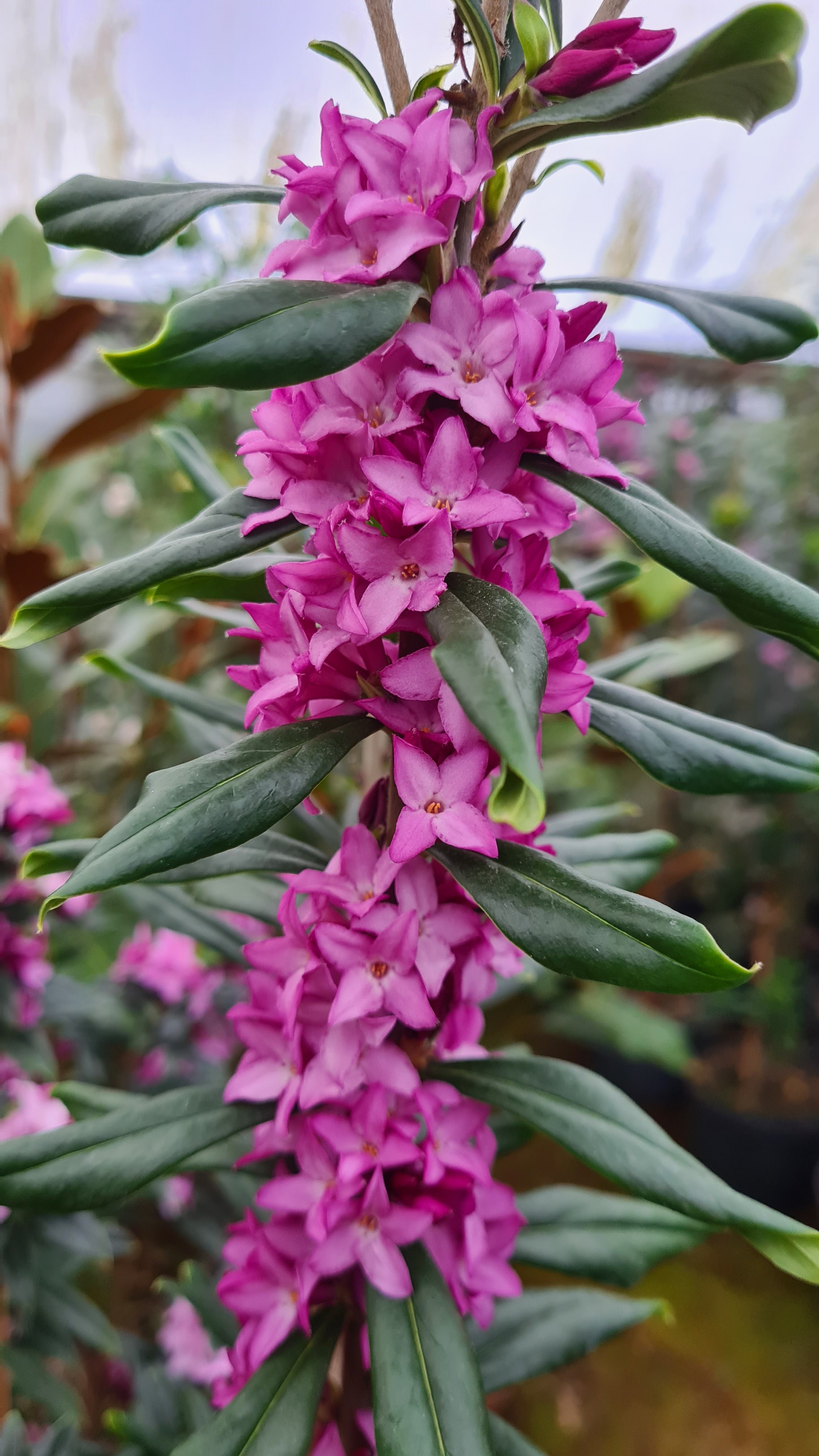 daphne 'Cobhay Purple Clouds'