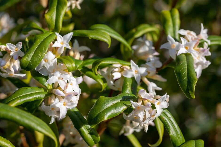 daphne 'Cobhay Snow'