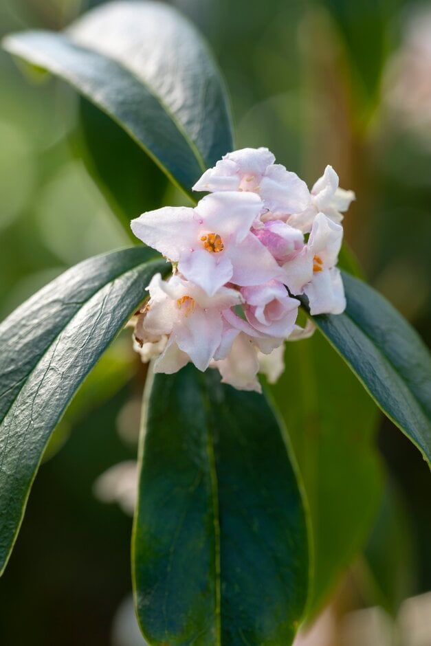 daphne  'Garden House Enchantress'