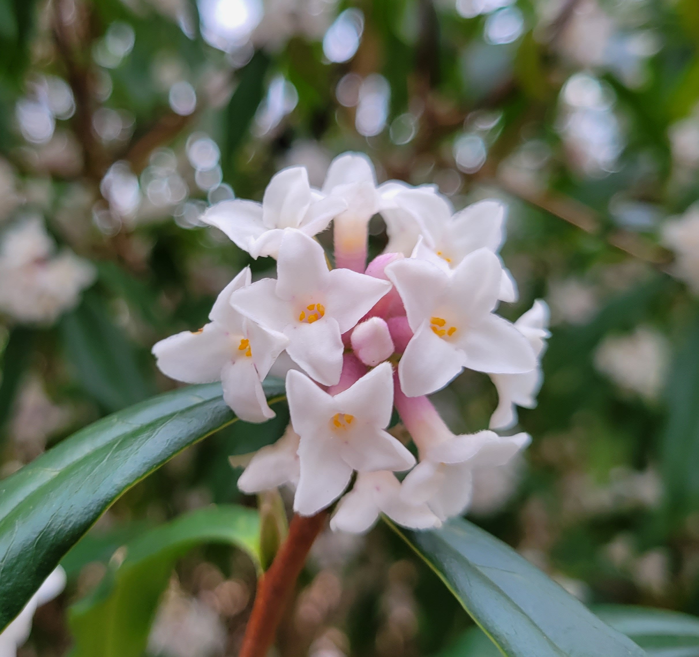 daphne  'Cobhay Coral'