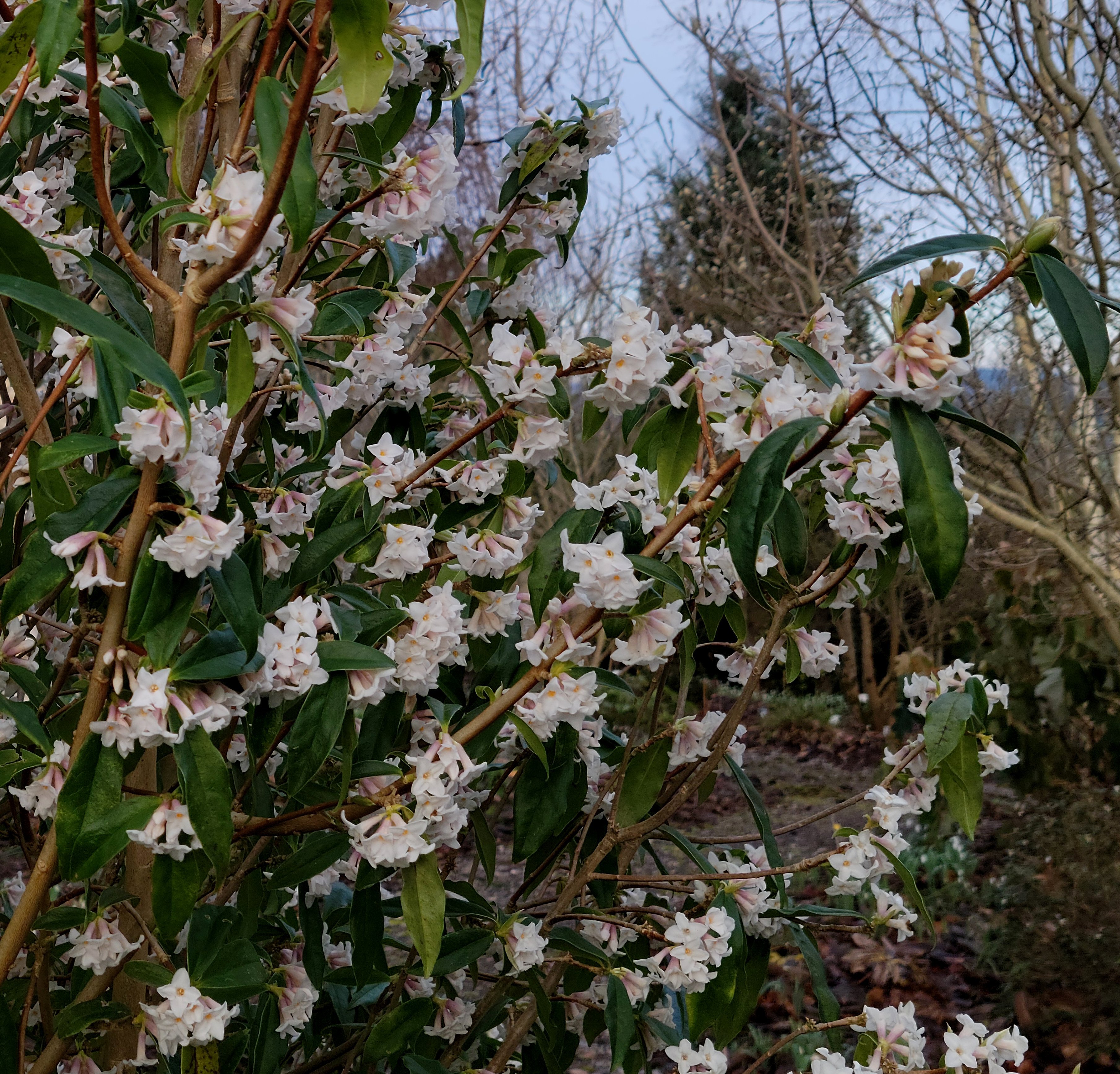 daphne  'Cobhay Coral'