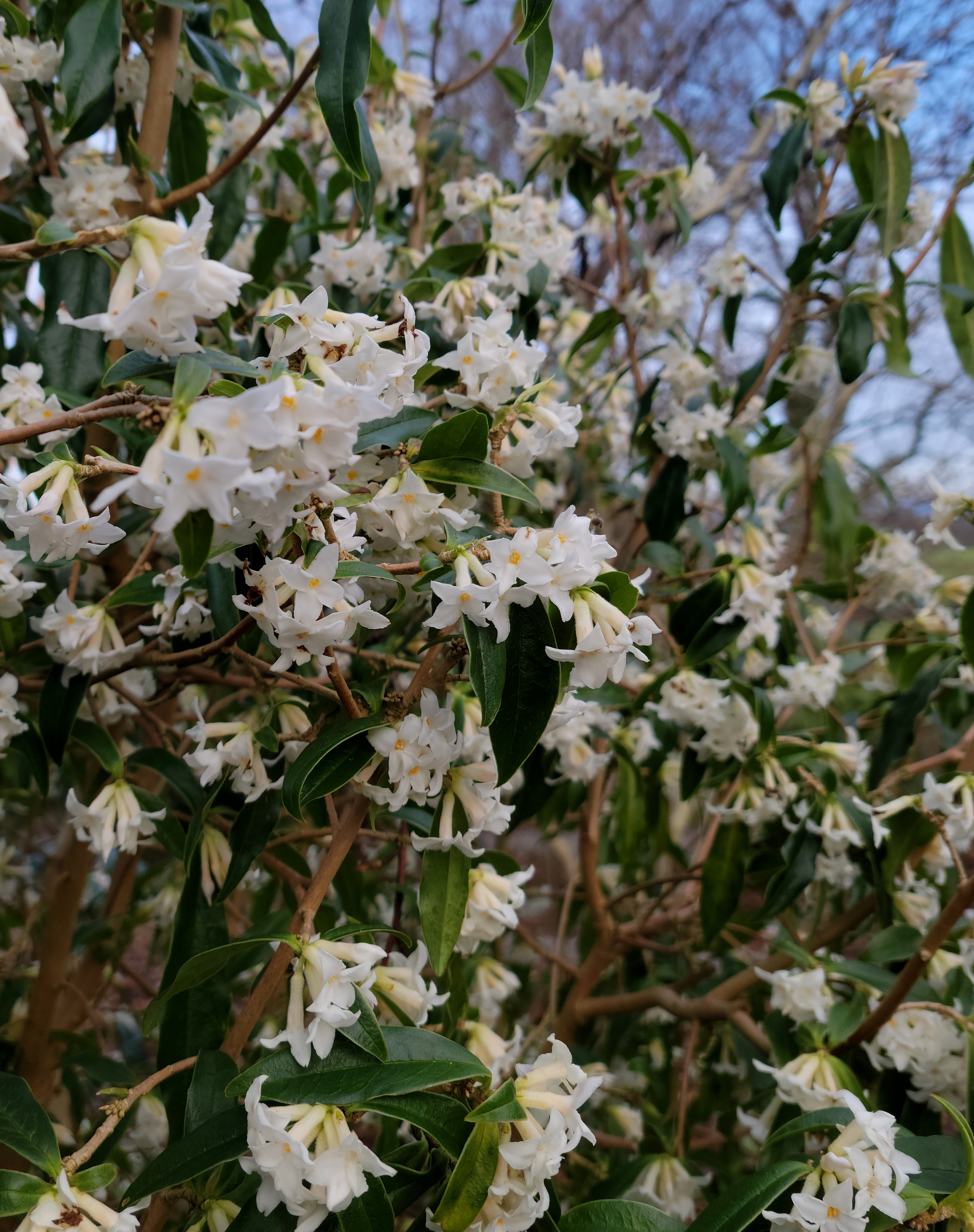 daphne 'Cobhay Snow'