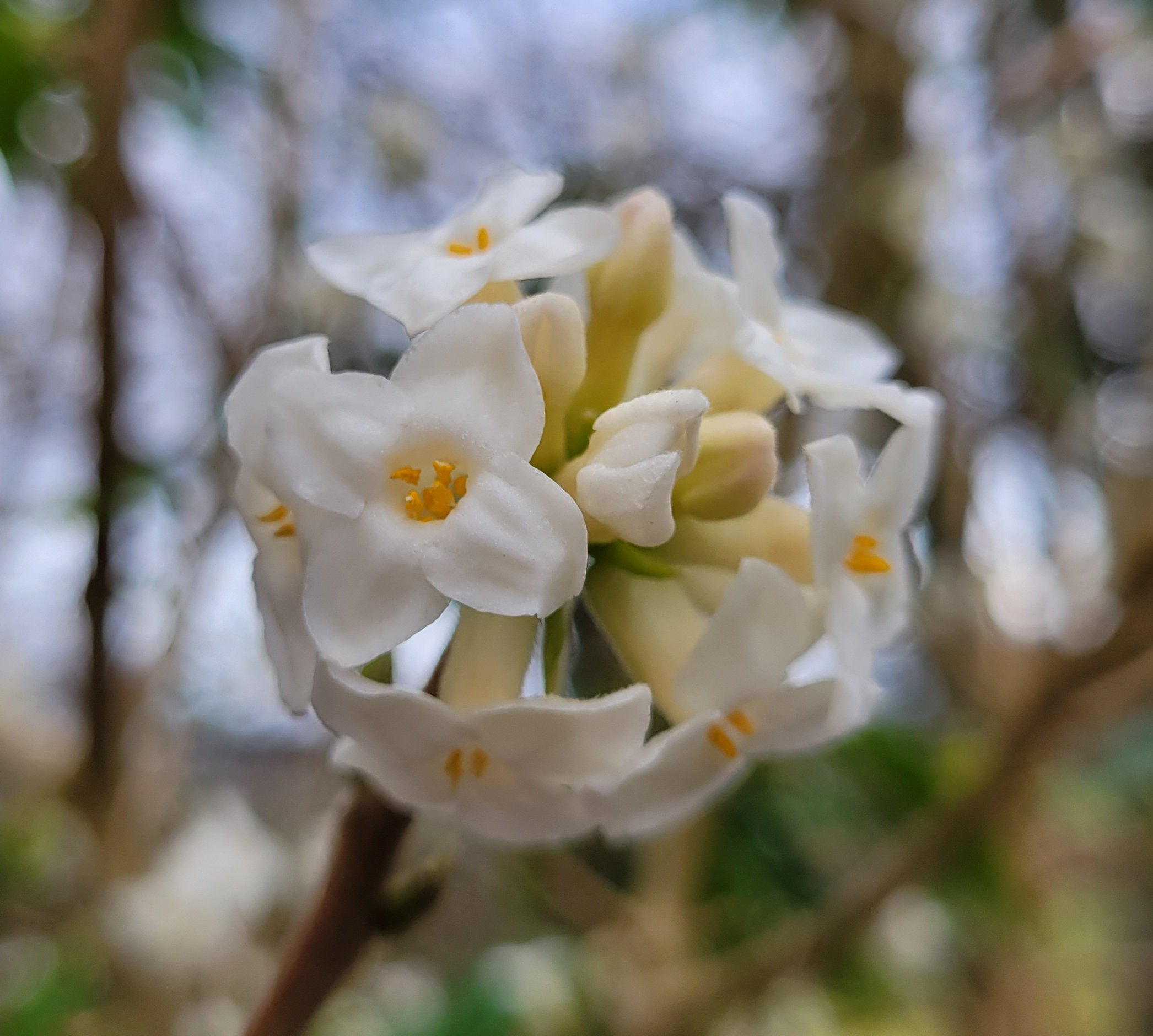 daphne  'Garden House Ghost'