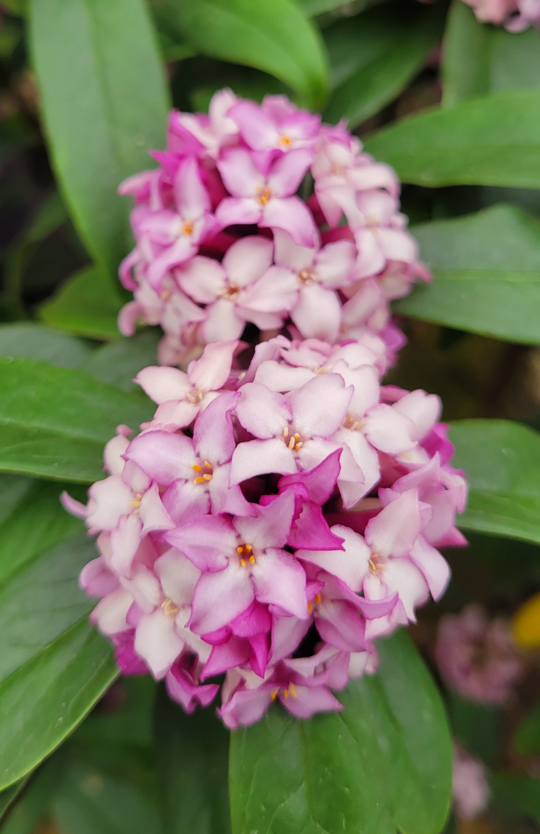 daphne  'Mary Rose'