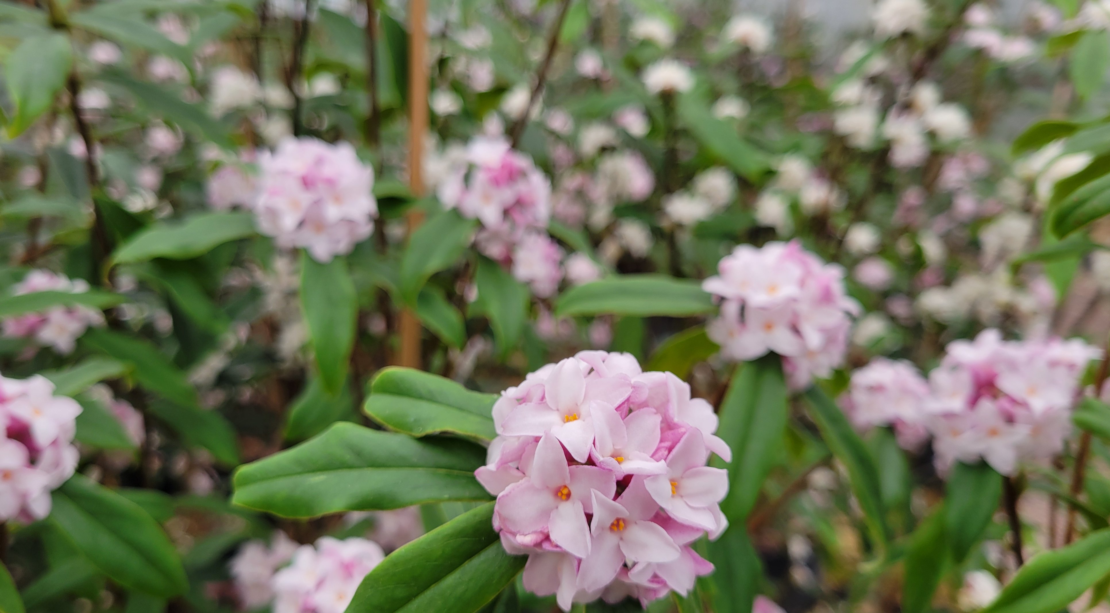 daphne 'Penwood'