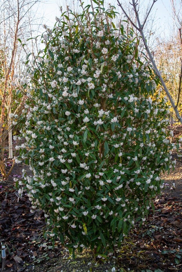 daphne  'Cobhay Coral'