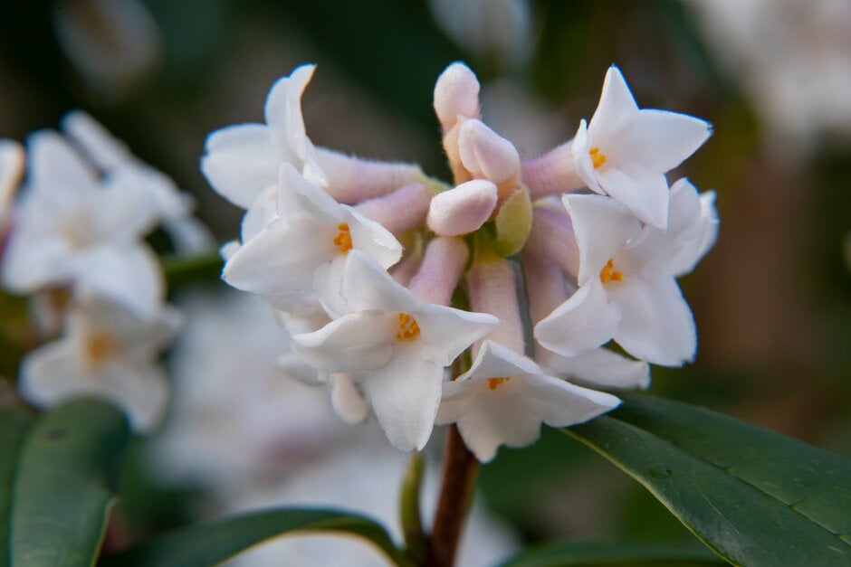 daphne  'Cobhay Coral'