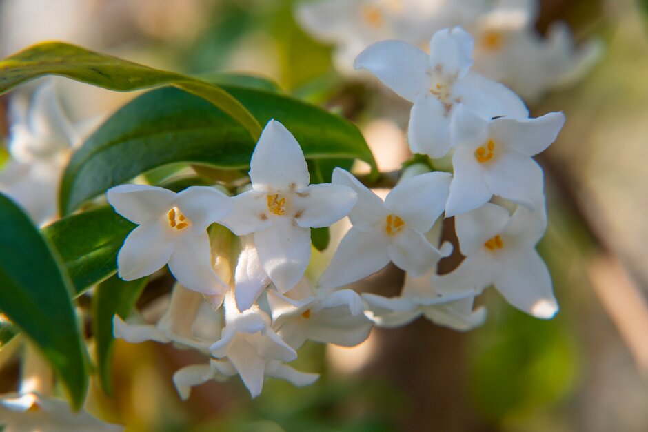 daphne 'Cobhay Snow'