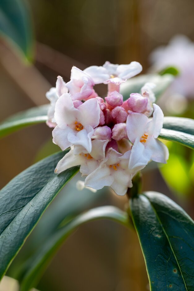 daphne 'Garden House Enchantress'