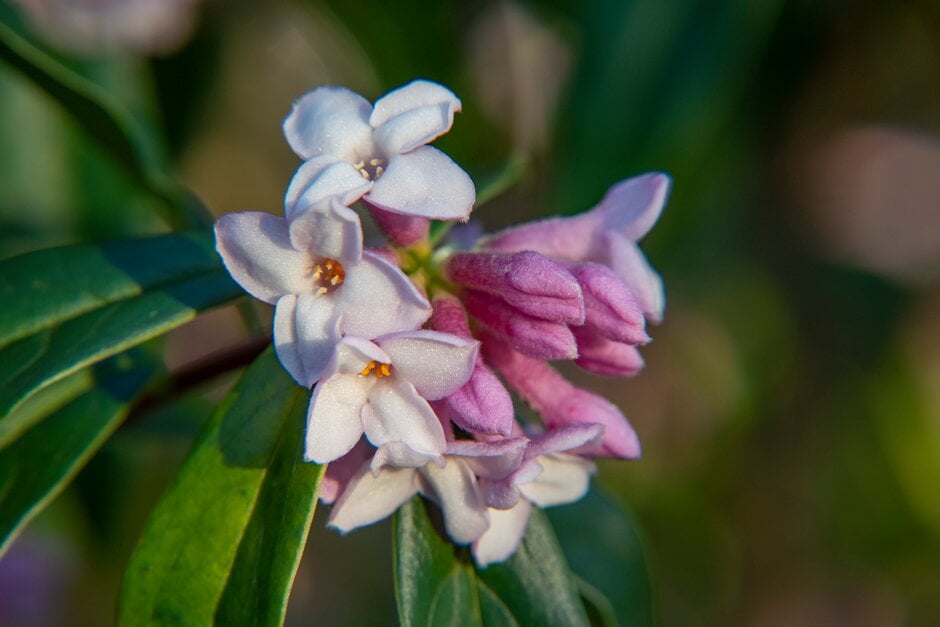 daphne 'Penwood'