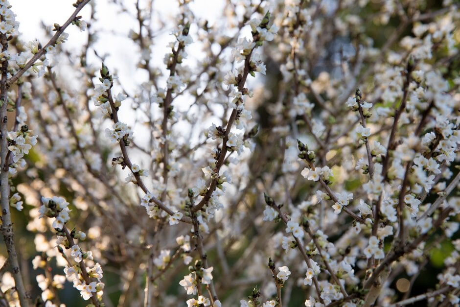 white-flowered mezereon