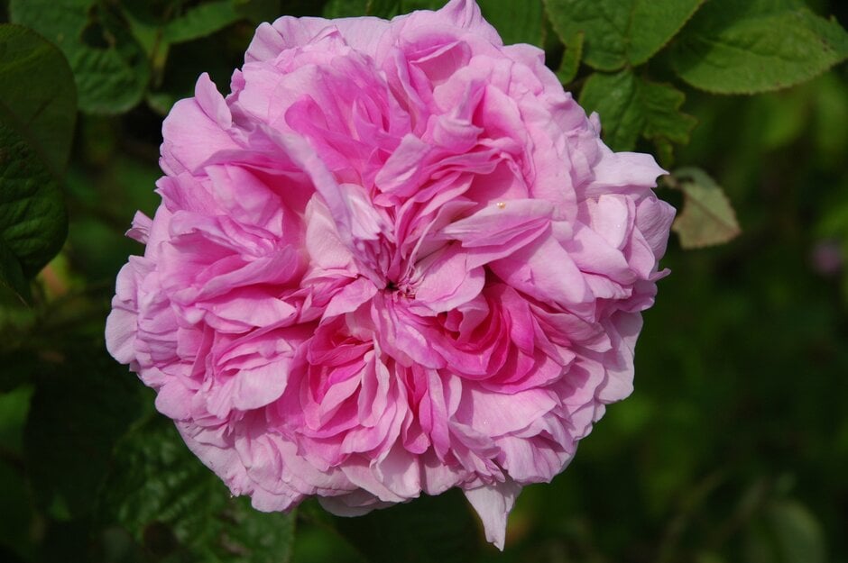 rose 'Daphne'