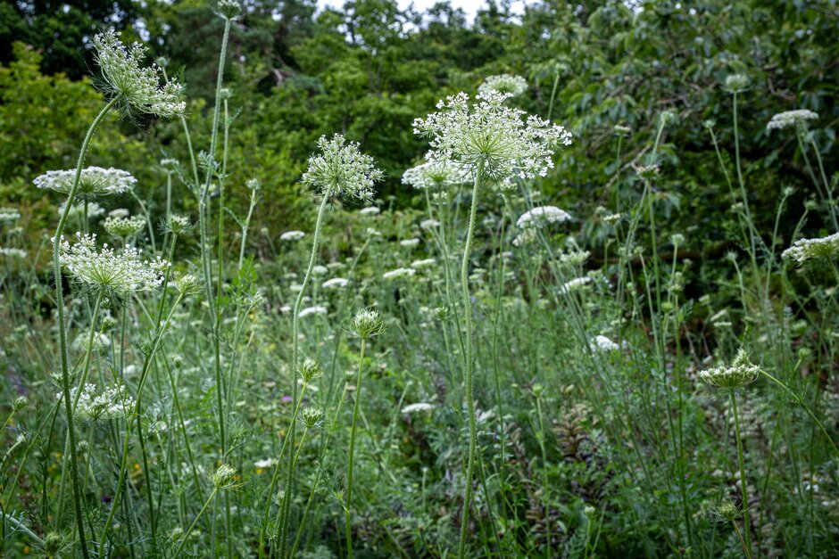 wild carrot