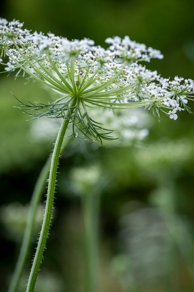 wild carrot