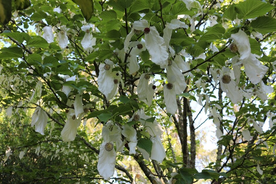 de Vilmorin handkerchief tree