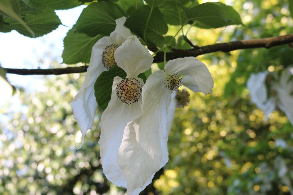 de Vilmorin handkerchief tree