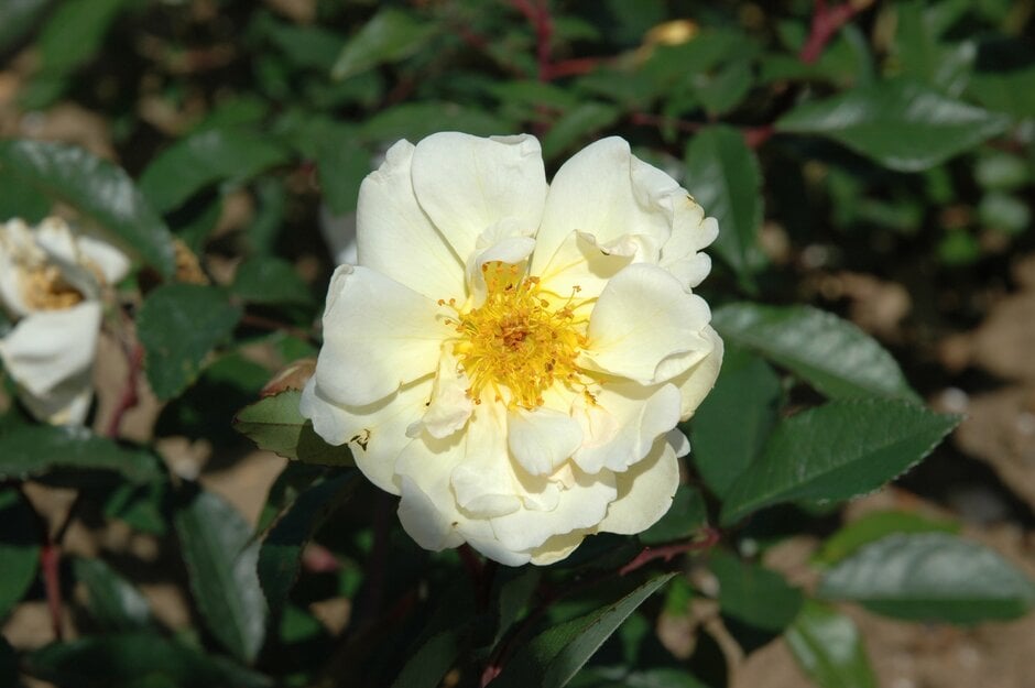 rose 'Daybreak'