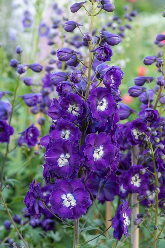 Delphinium &Summerfield Oberon& | delphinium &Summerfield Oberon ...