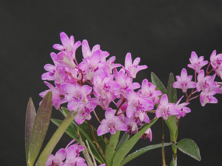 Dendrobium kingianum | pink rock orchid Conservatory Greenhouse/RHS ...